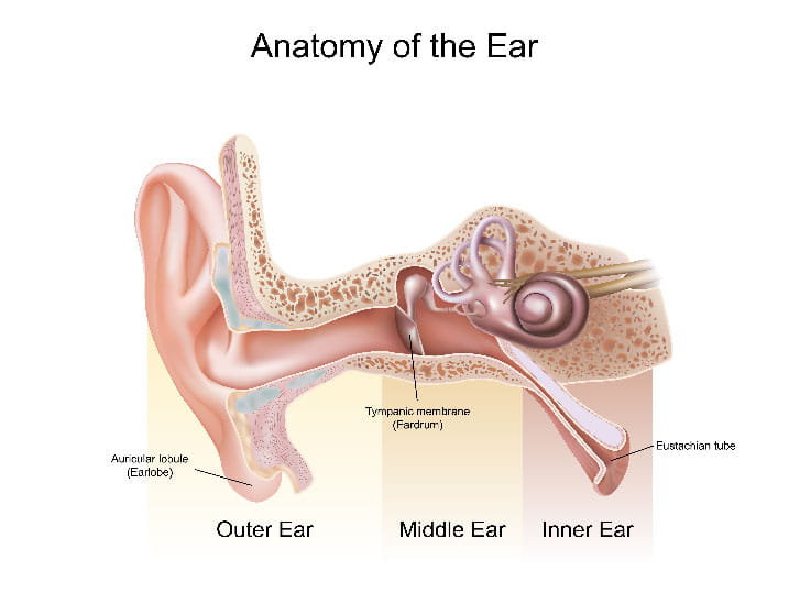 Anatomy of the ear.